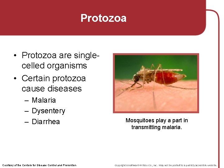 Protozoa • Protozoa are singlecelled organisms • Certain protozoa cause diseases – Malaria –