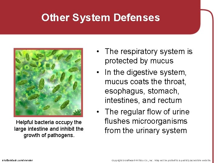 Other System Defenses Helpful bacteria occupy the large intestine and inhibit the growth of