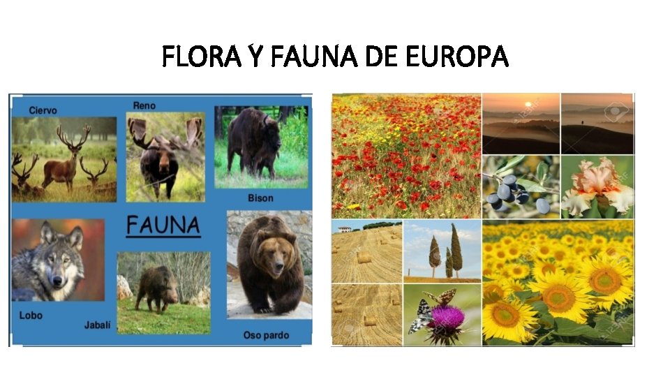 FLORA Y FAUNA DE EUROPA 