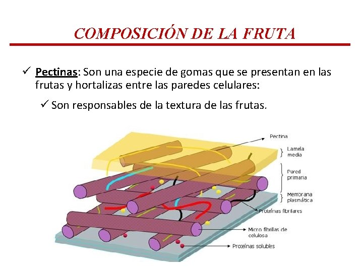 COMPOSICIÓN DE LA FRUTA ü Pectinas: Son una especie de gomas que se presentan COMPOSICIÓN DE LA FRUTA ü Pectinas: Son una especie de gomas que se presentan
