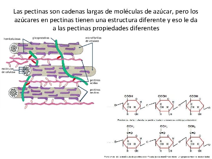 Las pectinas son cadenas largas de moléculas de azúcar, pero los azúcares en pectinas Las pectinas son cadenas largas de moléculas de azúcar, pero los azúcares en pectinas