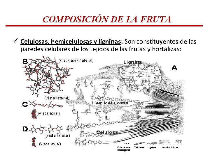 COMPOSICIÓN DE LA FRUTA ü Celulosas, hemicelulosas y ligninas: Son constituyentes de las paredes COMPOSICIÓN DE LA FRUTA ü Celulosas, hemicelulosas y ligninas: Son constituyentes de las paredes