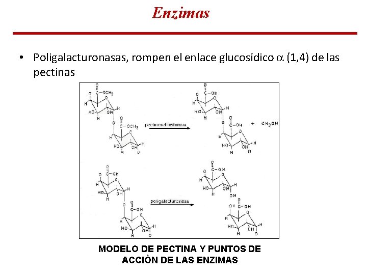 Enzimas • Poligalacturonasas, rompen el enlace glucosídico (1, 4) de las pectinas MODELO DE Enzimas • Poligalacturonasas, rompen el enlace glucosídico (1, 4) de las pectinas MODELO DE