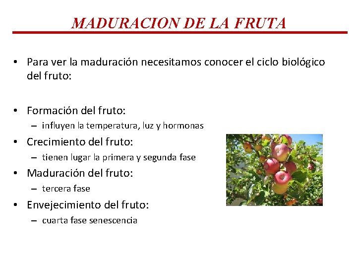 MADURACION DE LA FRUTA • Para ver la maduración necesitamos conocer el ciclo biológico MADURACION DE LA FRUTA • Para ver la maduración necesitamos conocer el ciclo biológico