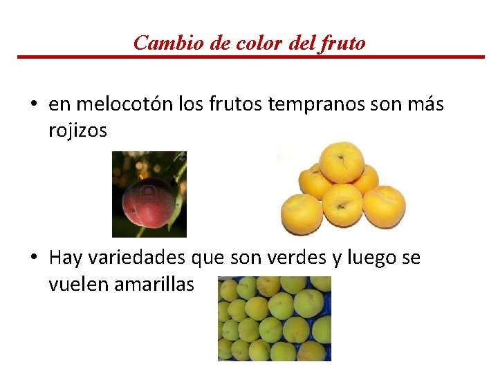 Cambio de color del fruto • en melocotón los frutos tempranos son más rojizos Cambio de color del fruto • en melocotón los frutos tempranos son más rojizos