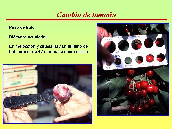 Cambio de tamaño Peso de fruto Diámetro ecuatorial En melocotón y ciruela hay un Cambio de tamaño Peso de fruto Diámetro ecuatorial En melocotón y ciruela hay un