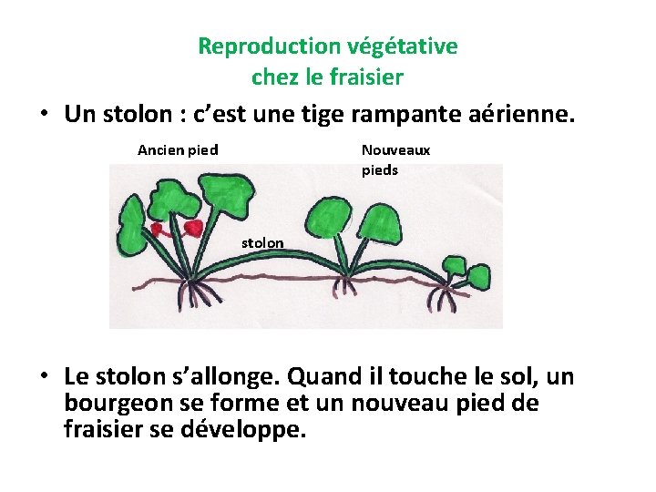 Reproduction végétative chez le fraisier • Un stolon : c’est une tige rampante aérienne.