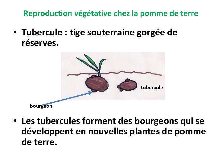 Reproduction végétative chez la pomme de terre • Tubercule : tige souterraine gorgée de