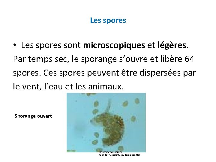 Les spores • Les spores sont microscopiques et légères. Par temps sec, le sporange