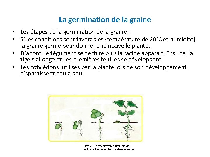 La germination de la graine • Les étapes de la germination de la graine