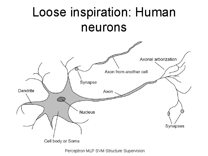 Loose inspiration: Human neurons Perceptron·MLP·SVM·Structure·Supervision 