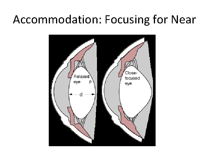 Accommodation: Focusing for Near 