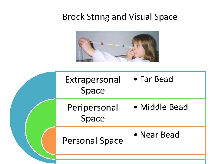  Brock String and Visual Space Extrapersonal • Far Bead Space Peripersonal Space Personal