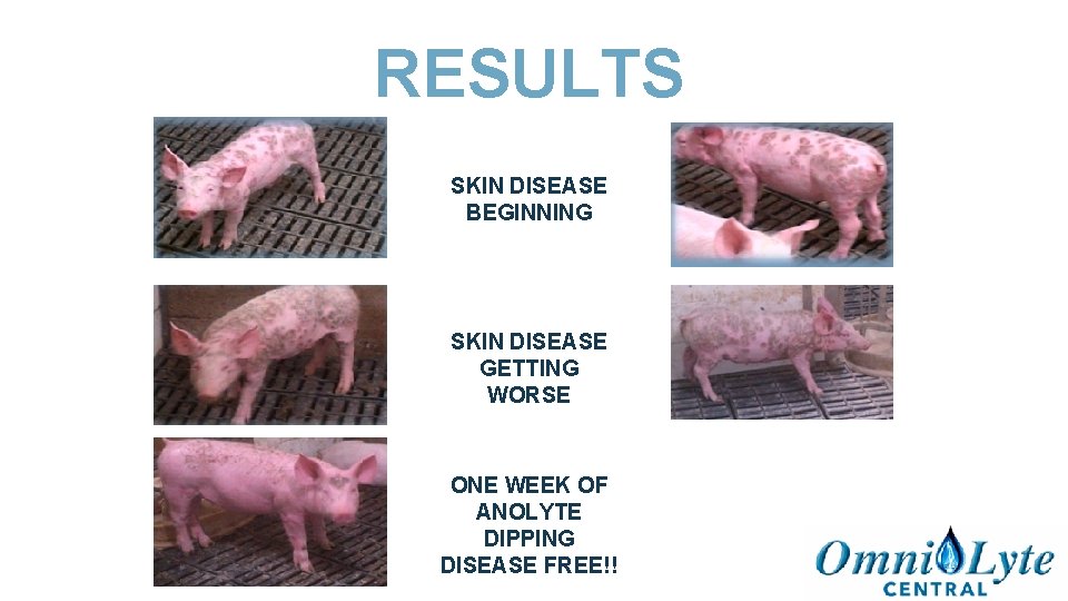 RESULTS SKIN DISEASE BEGINNING SKIN DISEASE GETTING WORSE ONE WEEK OF ANOLYTE DIPPING DISEASE