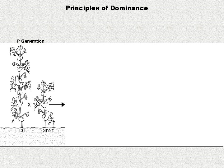 Principles of Dominance P Generation Tall Go to Section: Short Tall Tall Short 