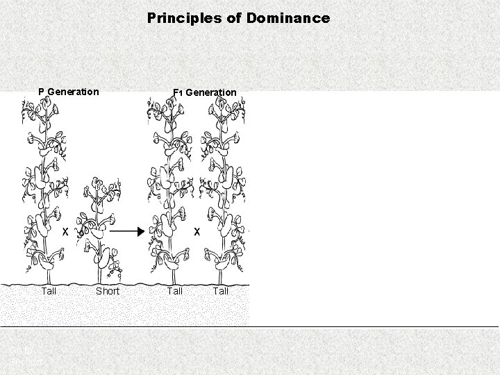 Principles of Dominance P Generation Tall Go to Section: Short F 1 Generation Tall