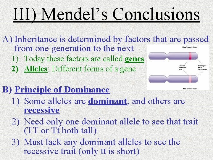 III) Mendel’s Conclusions A) Inheritance is determined by factors that are passed from one