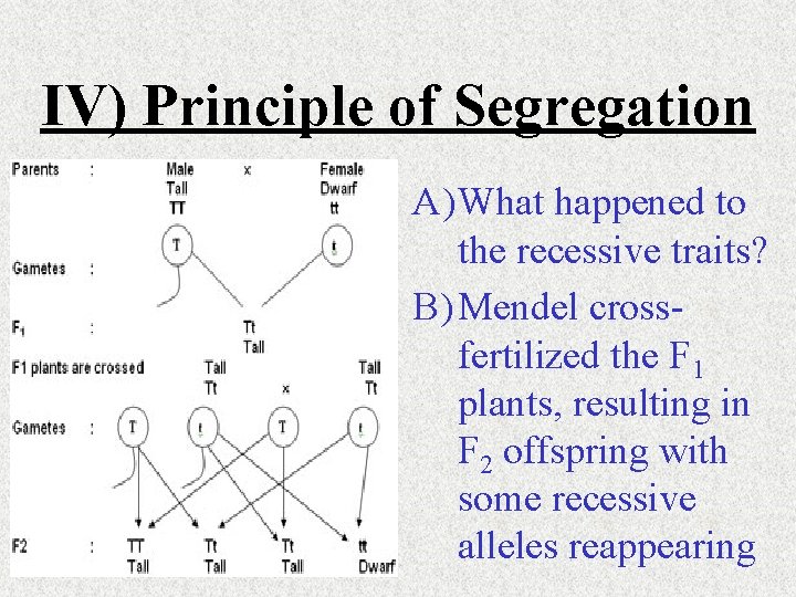 IV) Principle of Segregation A) What happened to the recessive traits? B) Mendel crossfertilized