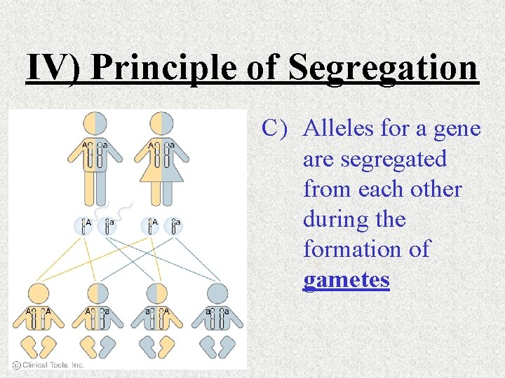 IV) Principle of Segregation C) Alleles for a gene are segregated from each other