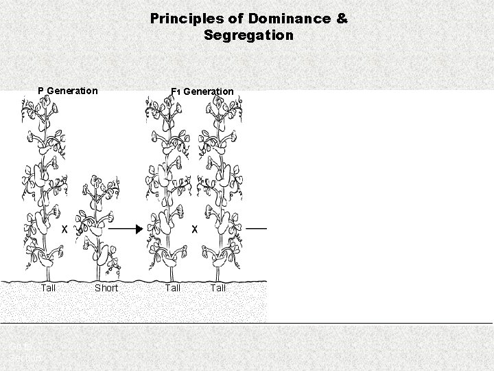 Principles of Dominance & Segregation P Generation Tall Go to Section: Short F 1
