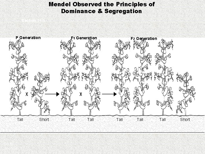 Mendel Observed the Principles of Dominance & Segregation Section 11 -1 P Generation Tall