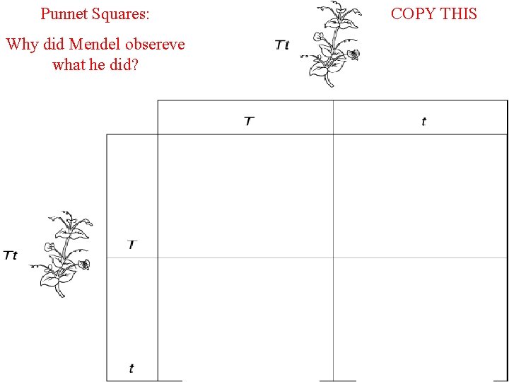 Punnet Squares: Why did Mendel obsereve what he did? COPY THIS 
