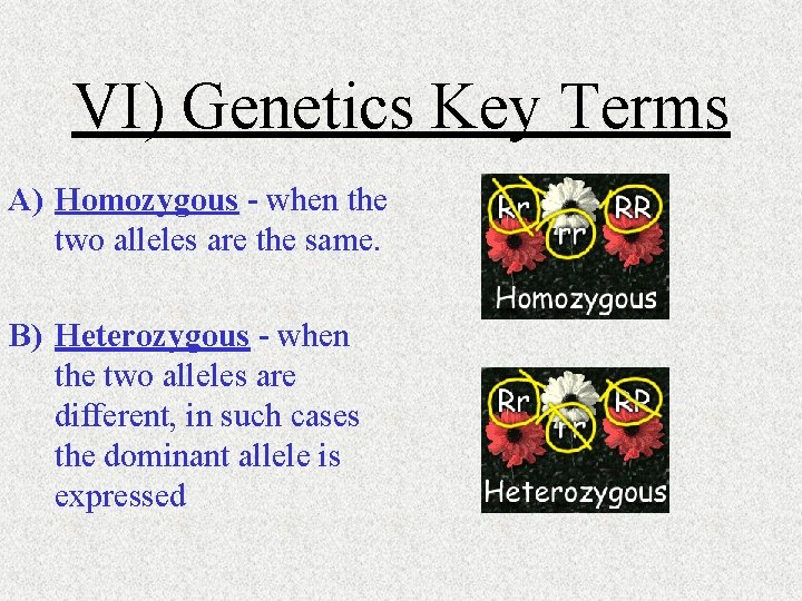 VI) Genetics Key Terms A) Homozygous - when the two alleles are the same.