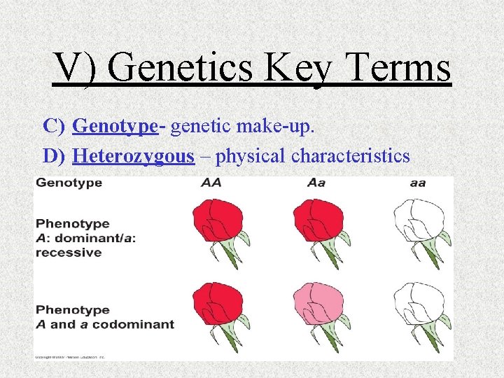 V) Genetics Key Terms C) Genotype- genetic make-up. D) Heterozygous – physical characteristics 