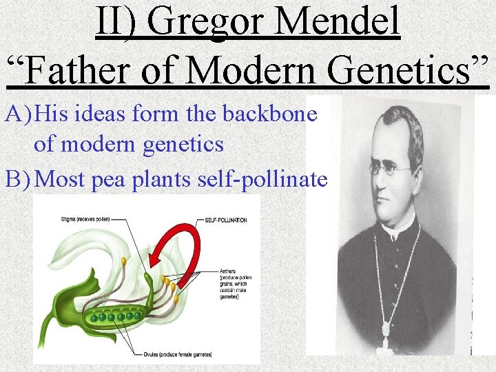 II) Gregor Mendel “Father of Modern Genetics” A) His ideas form the backbone of