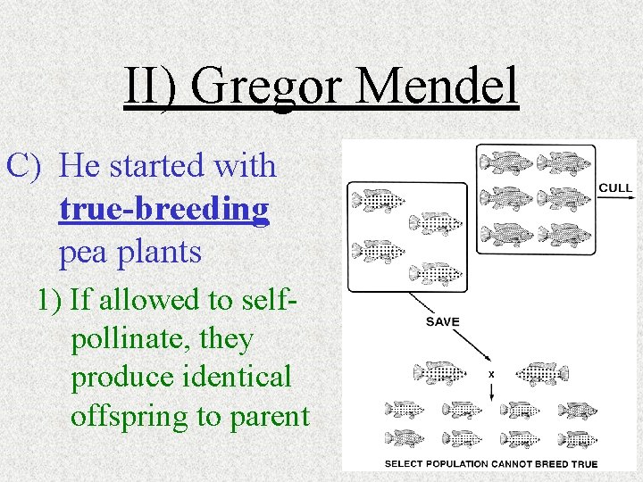 II) Gregor Mendel C) He started with true-breeding pea plants 1) If allowed to