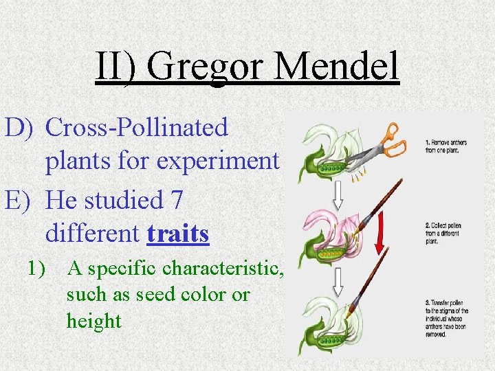 II) Gregor Mendel D) Cross-Pollinated plants for experiment E) He studied 7 different traits