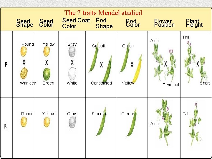 The 7 traits Mendel studied Seed Shape Seed Color Seed Coat Pod Color Shape