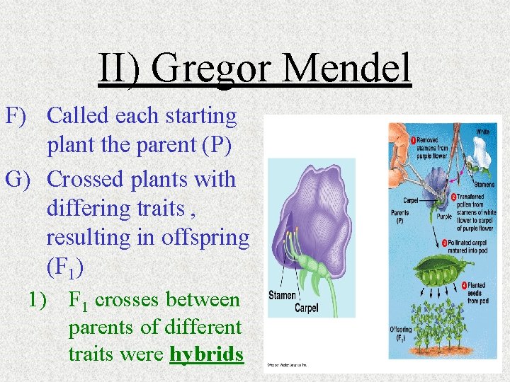 II) Gregor Mendel F) Called each starting plant the parent (P) G) Crossed plants