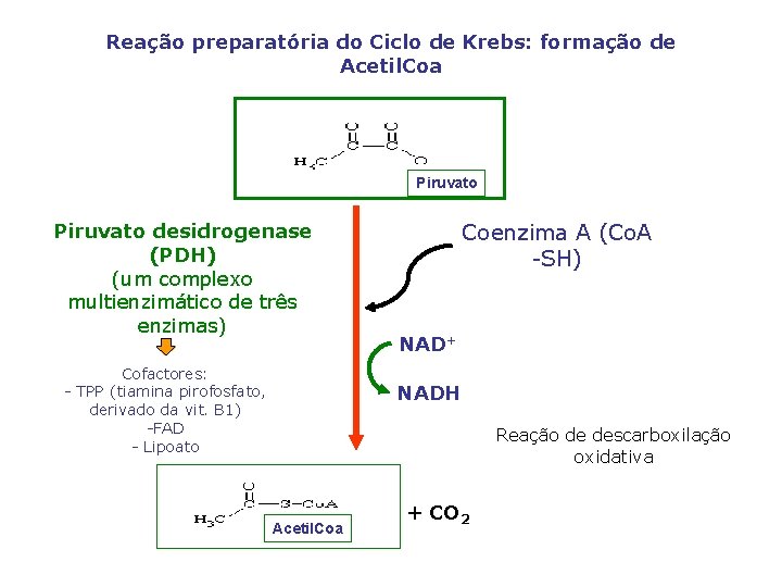 Reação preparatória do Ciclo de Krebs: formação de Acetil. Coa Piruvato desidrogenase (PDH) (um