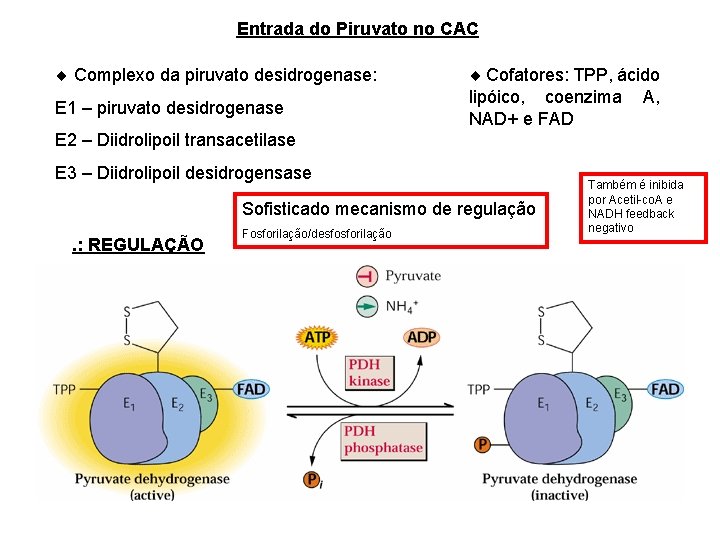 Entrada do Piruvato no CAC Complexo da piruvato desidrogenase: E 1 – piruvato desidrogenase