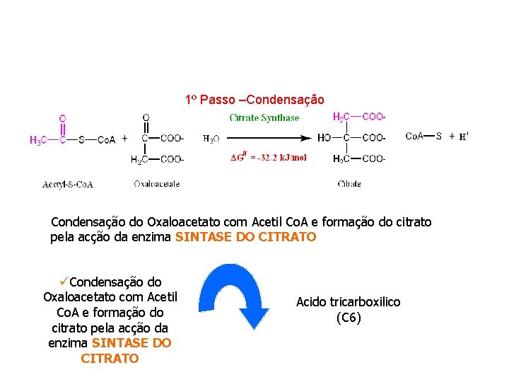 1º Passo –Condensação do Oxaloacetato com Acetil Co. A e formação do citrato pela