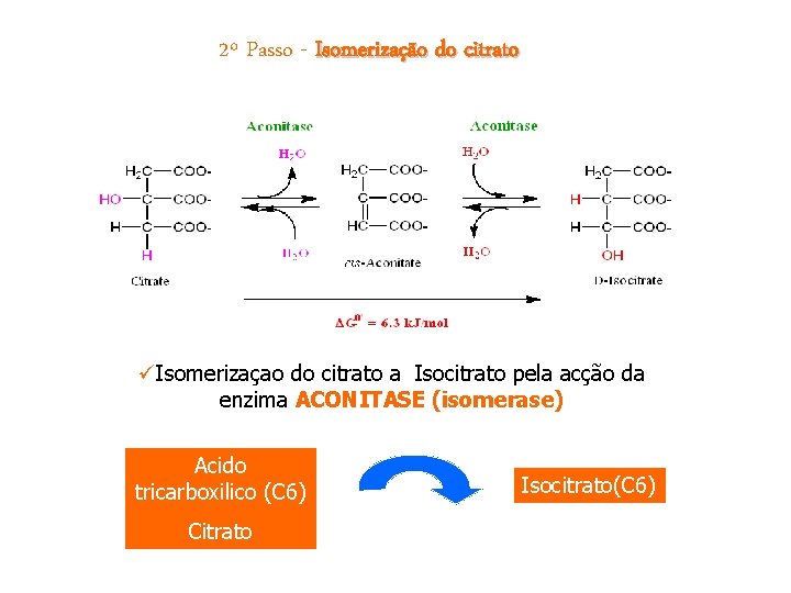 2º Passo - Isomerização do citrato üIsomerizaçao do citrato a Isocitrato pela acção da