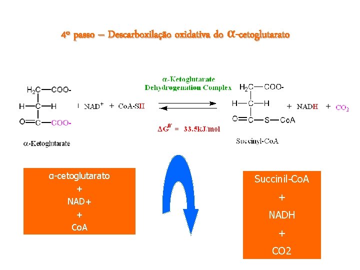 4º passo – Descarboxilação oxidativa do α-cetoglutarato + NAD+ + Co. A Succinil-Co. A