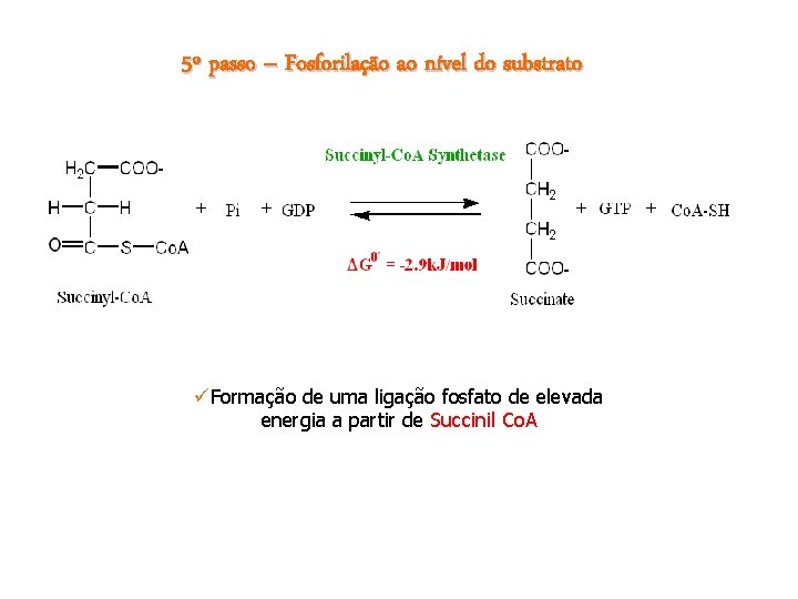 5º passo – Fosforilação ao nível do substrato üFormação de uma ligação fosfato de