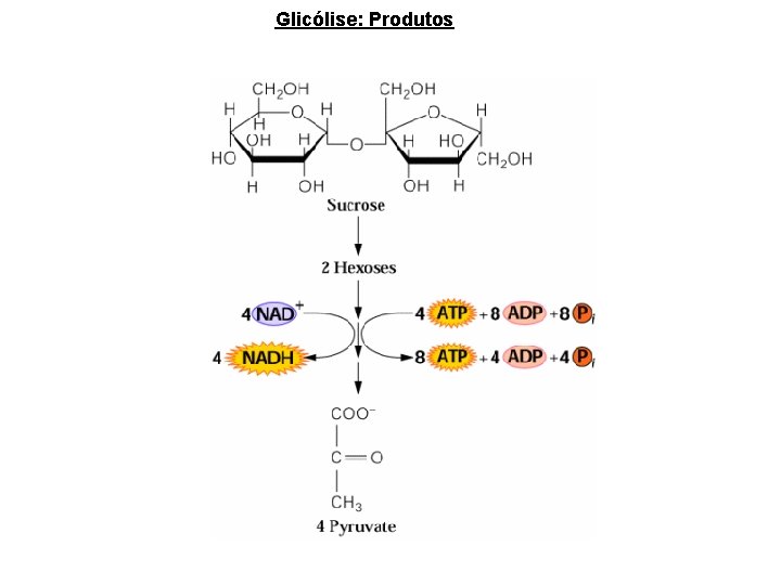 Glicólise: Produtos 