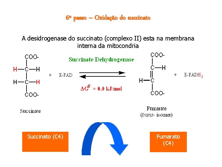 6º passo – Oxidação do succinato A desidrogenase do succinato (complexo II) esta na