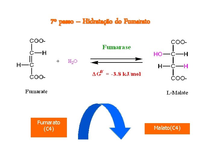 7º passo – Hidratação do Fumarato (C 4) Malato(C 4) 