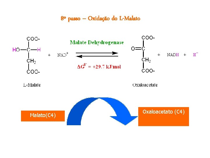 8º passo – Oxidação do L-Malato(C 4) Oxaloacetato (C 4) 