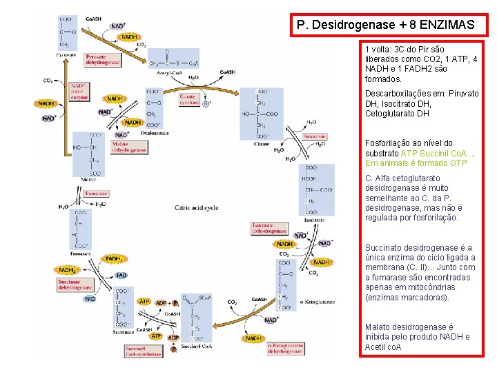 P. Desidrogenase + 8 ENZIMAS 1 volta: 3 C do Pir são liberados como