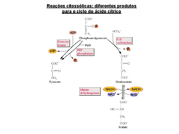 Reações citossólicas: diferentes produtos para o ciclo do ácido cítrico 