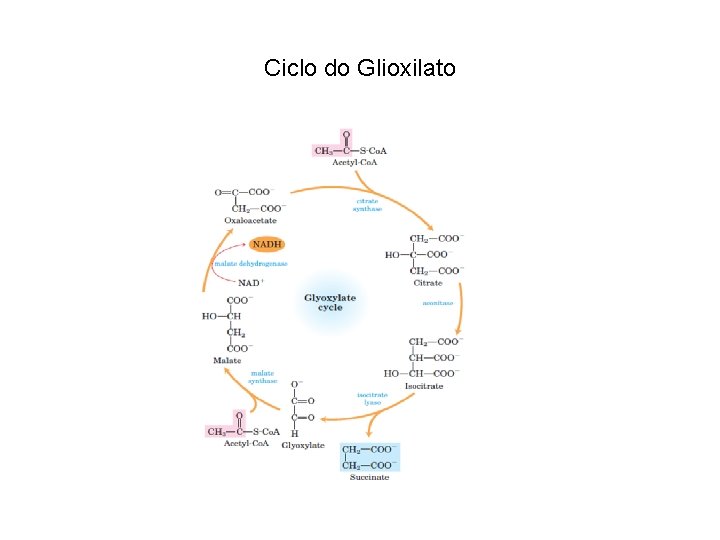 Ciclo do Glioxilato 