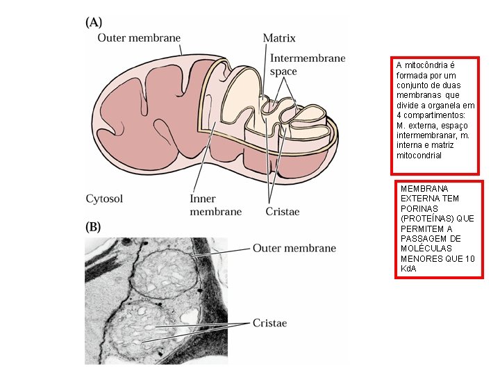 A mitocôndria é formada por um conjunto de duas membranas que divide a organela