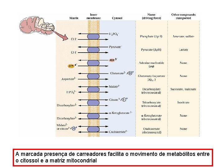 A marcada presença de carreadores facilita o movimento de metabólitos entre o citossol e