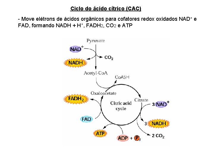 Ciclo do ácido cítrico (CAC) - Move elétrons de ácidos orgânicos para cofatores redox