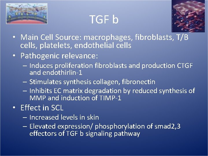 TGF b • Main Cell Source: macrophages, fibroblasts, T/B cells, platelets, endothelial cells •